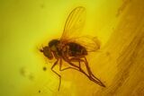 Fossil Fly (Diptera) In Baltic Amber #145485-2